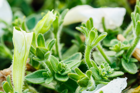 Pollen green with dew drops in the morning.の写真素材