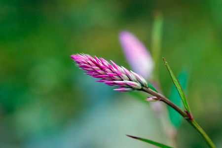 Pink cockscomb flower on natural.の写真素材
