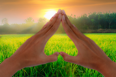 Hands making a heart shape with the nature of the field with sunlight.の写真素材