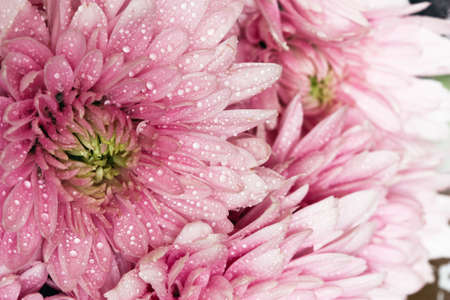 Beautiful pink flower with water drops.の写真素材