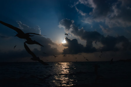 Sunset on the sea with silhouettes of seagulls flying in the sky の写真素材