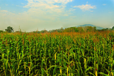 Corn field with blue sky with white cloudsの写真素材