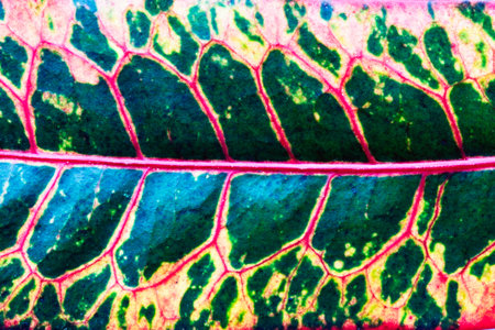 Leaves patterned colorful, beautiful as a background