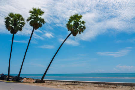 Palm trees three trees  in the blue  sky and white cloudsの写真素材