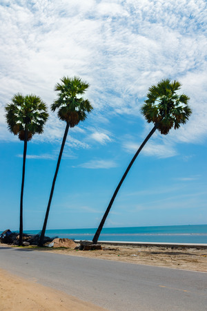 Palm trees three trees  in the blue  sky and white cloudsの写真素材