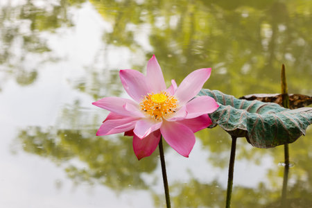 Pink lotus   full bloom in garden  in with waterの写真素材