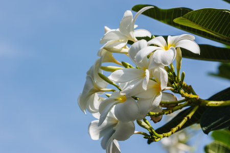 flower white frangipani bloom in the tropical sunlight の写真素材