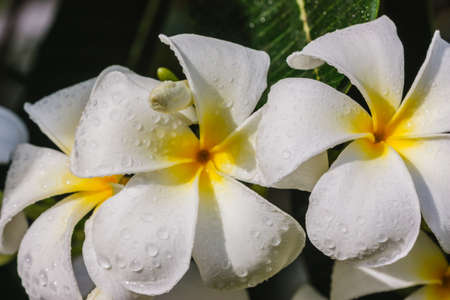 flower white frangipani bloom in the tropical sunlight の写真素材
