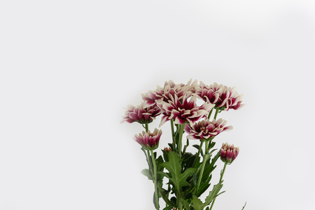 Beautiful chrysanthemums flowers on  soft light backgroundの写真素材