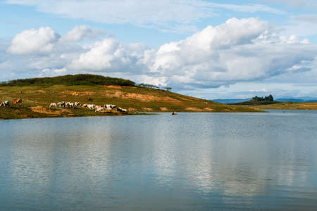 Cows on the field by the riverの写真素材