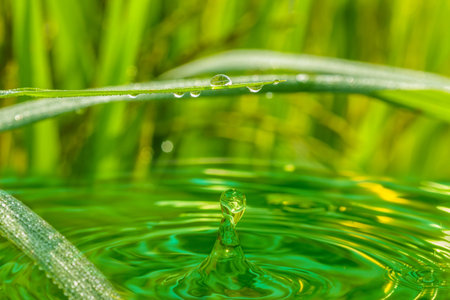 Water droplets from green leaves of Grass on natural background.の写真素材