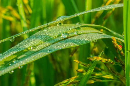 Leaves of rice with drops of dew on a green leaves background.の写真素材