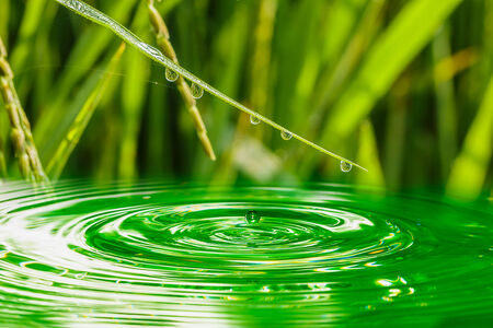 Drops of water from the leaves of grass on the floor green water.(The concept of change)の写真素材