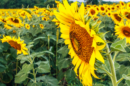 Beautiful Sunflowers blooming in the field with backgroundの写真素材