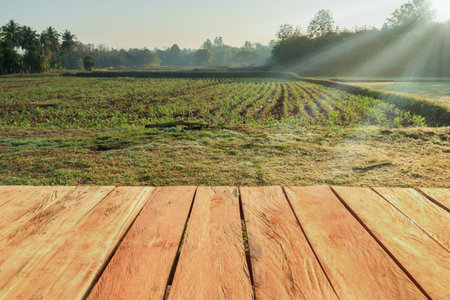 Rural farm field of wood and space with winter landscapeの写真素材