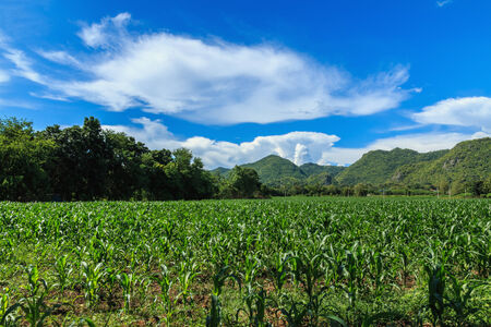 Landscape of field with green corn and blue skyの写真素材