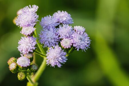 Drops of dew on the grass flower with nature backgroundの写真素材