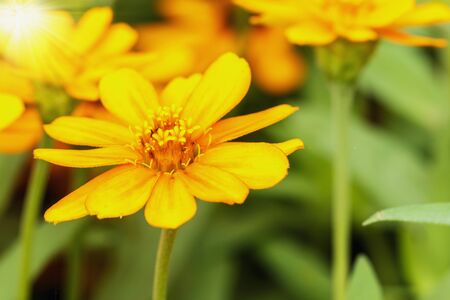 Spring background with beautiful yellow flowersの写真素材