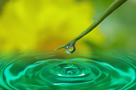 Water droplets from leaves of Grass nature backgroundの写真素材