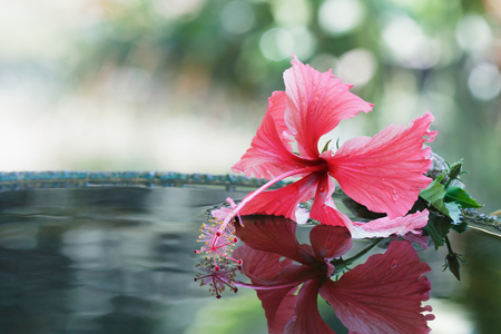 Hibiscus on the surface with reflection in the waterの写真素材