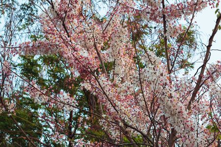 Tree pink flower or Cassia bakeriana Craib is beautiful tropical flowerの写真素材