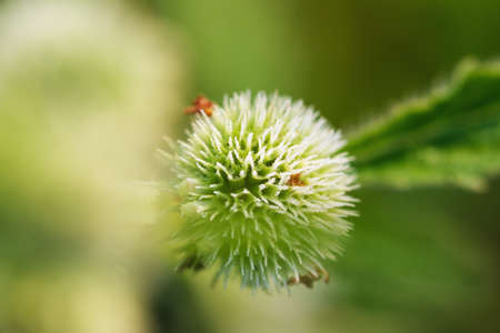 Dew drops on  grass  flower  close upの写真素材