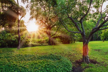 Sunset in park with sunlight trees and green grassの写真素材