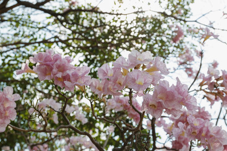 Tabebuia rosea  flower on soft beautiful background