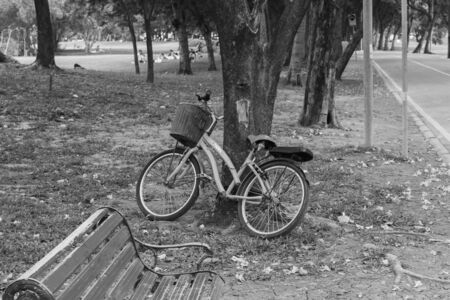 Bicycle resting under the tree with the benchの写真素材