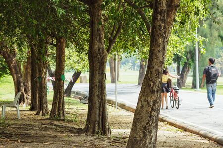Trees  the many in park with stems big hightの写真素材
