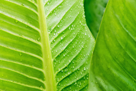 Green leaves with rain drops used as background