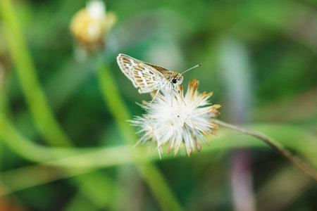 Small Butterfly on a flower grass with nature backgroundの写真素材