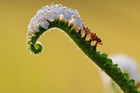 Drops of dew on the Heliotropium indicum with yellow backgroundの写真素材