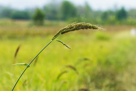 Grass flower in fields with nature backgroundの写真素材