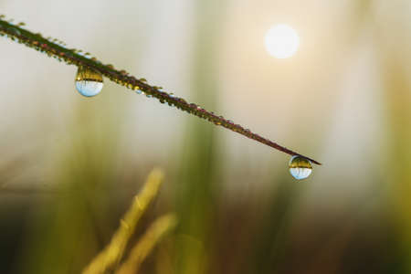 Dew drops on  Grass  leaves green  with sunrise in morningの写真素材
