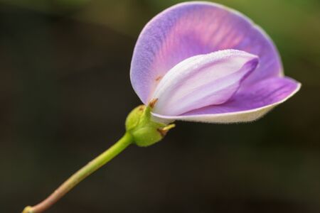 Grass flower purple with is nature backgroundの写真素材