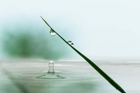 Water droplets from leaves Grass on nature backgroundの写真素材