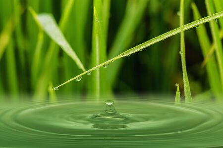 Green  grass leaves with dew drops   on surface watersの写真素材