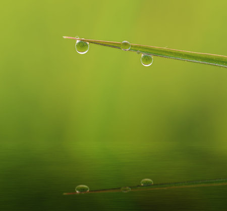 Dew drops on grass  leaves green reflection in waterの写真素材