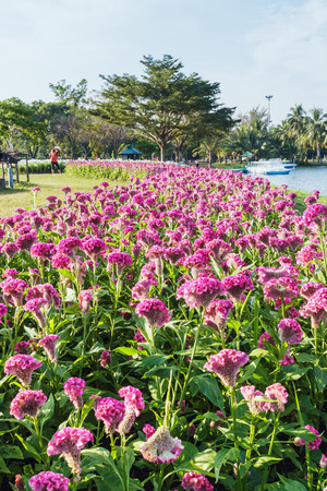 Cockscomb pink flowers in the gardenの写真素材