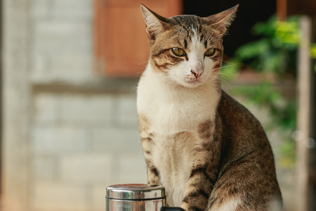 Thai cat with white nose fuselage brown stripes are  sat lookingの写真素材