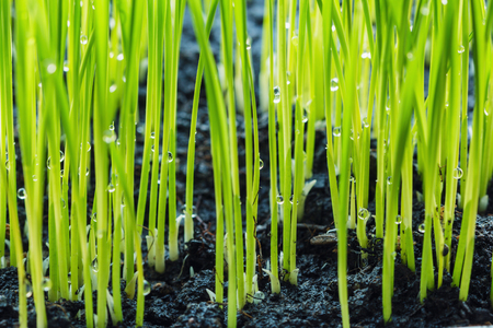 Green rice seedling growing from seed on groundの写真素材