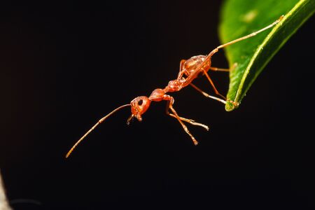Red ant on a leaves with black backgroundの写真素材