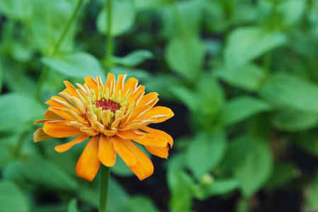 Yellow zinnia flowers close up on nature backgroundの写真素材