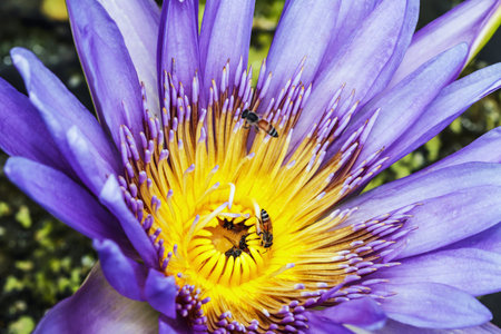 Lotus in marsh with flying bees find nectar on pollenの写真素材