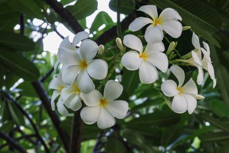 Natural white Plumeria Flower.の写真素材