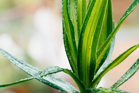Rain drops on leaves  green fresh close upの写真素材
