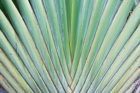 close up of a palm tree  leaf stalk backgroundの写真素材
