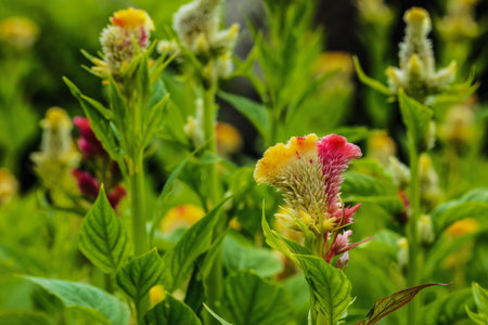 Cockscomb flowers two color pink  and yellow