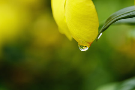 Rain droplets from yellow petals flowers  on nature backgroundの写真素材